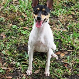 Toy Fox Terrier All Grown Up from Celticfox Toy Fox Terriers
