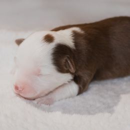 Miniature Australian Shepherd Puppies from Bellewynd Acres