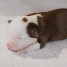 Miniature Australian Shepherd Puppies from Bellewynd Acres