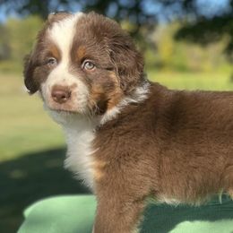 Miniature American Shepherds from Maple Lane Miniature American Shepherd