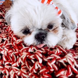 Goldendoodles and Shih Tzus from Happy_Tails_by_TJ