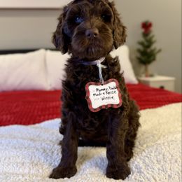 Boo - Chocolate female Labradoodle puppy in Adams, Nebraska from Boxcar Doodles and Poodles