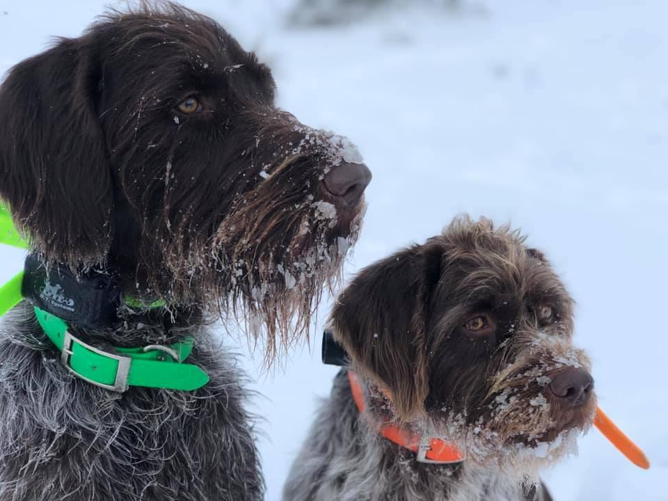 Complete Game Griffs in Wyoming | Wirehaired Pointing Griffon puppies ...