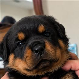 Black boy - Black and mahogany male Rottweiler puppy in Lake City, Florida from Haus Der Wut Kennels
