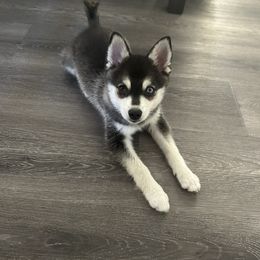 Alaskan Klee Kai Puppies from Lucky Charm Farms