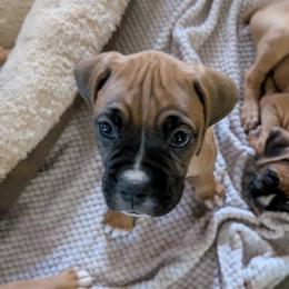 Gray - Fawn male Boxer puppy in Statham, Georgia from Suarez AKC Boxers LLC