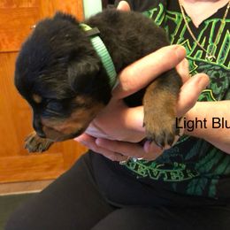 No nsmey - Black and mahogany male Rottweiler puppy in Attleboro, Massachusetts from Von Teakwoods