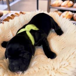 Fudge - Black female Goldendoodle puppy in Culpeper, Virginia from Beechwood Goldendoodles (VA)