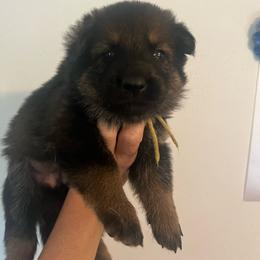 Mina - Sable female German Shepherd puppy in Boerne, Texas from Sudenblick German Shepherds