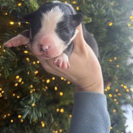 Lilly - Black and white female Border Collie puppy in Centerton, Arkansas from Chappell Breeding