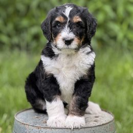 Forrest - Black tri-color male Aussiedoodle puppy in Germantown, Ohio from Doodle Patch Farm