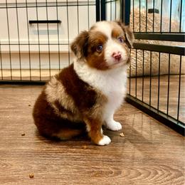 Cai - Red merle male Miniature American Shepherd puppy in Bixby, Oklahoma from Roeboat Aussies