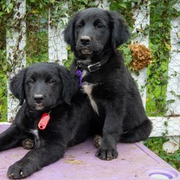 Border Collie, Golden Retriever, and Sporty Mix Puppies from Turbo Border Collies & Coltrievers