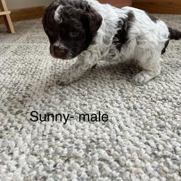 Sunny - Brown male Lagotto Romagnolo puppy in Minster, Ohio from 1880 Lagotto