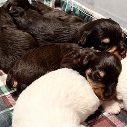 Miniature Schnauzer Puppies from A.R Miniature Schnauzers