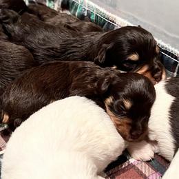 Miniature Schnauzer Puppies from A.R Miniature Schnauzers