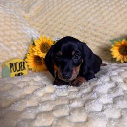 Boy 1 - Black and brown male Basset Hound puppy in Manteca, California from AKC Basset Hounds Puppy