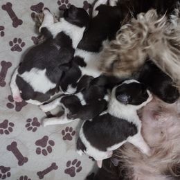 Miniature Schnauzer Puppies from Byrd's Miniature Schnauzers