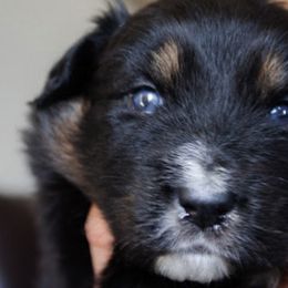 Australian Shepherd Puppies from Sparrtan Australian Shepherds