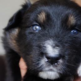 Australian Shepherd Puppies from Sparrtan Australian Shepherds