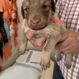 Pink - Deadgrass female Chesapeake Bay Retriever puppy in North Port, Florida from Whispering Oak Chesapeakes