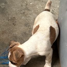 Jack Russell Terrier Puppies from Burning Daylight Jack Russells