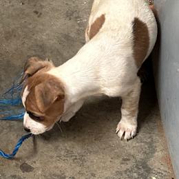 Jack Russell Terrier Puppies from Burning Daylight Jack Russells