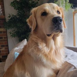 Archie - Golden Retriever