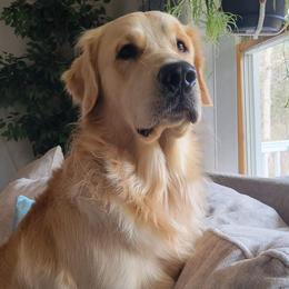 Archie - Golden Retriever