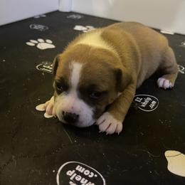 Staffordshire Bull Terrier Puppies from Southern Staffies