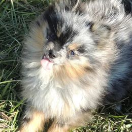 Marbles - Pomeranian