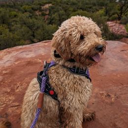 Xochi - Goldendoodle