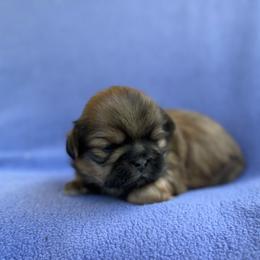 AKC-Mocha - Sable male Shih Tzu puppy in Paintsville, Kentucky from Molly B's ShihTzus