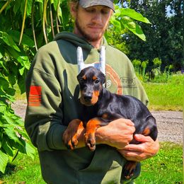 Grizzly - Black and rust male Doberman Pinscher puppy in China Township, Michigan from Snell's Superior Kennel Dobermann & GSP