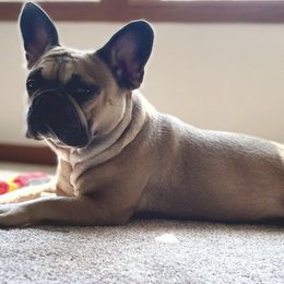 French Bulldogs from GS Frenchies