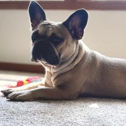 French Bulldogs from GS Frenchies