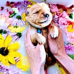 Puppy 5 - Golden male Golden Retriever puppy in San Tan Valley, Arizona from Top Gun Golden Retrievers