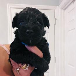 Hades - Black male Miniature Schnauzer puppy in Lehigh Acres, Florida from Regency Schnauzer