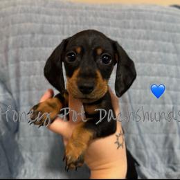 Huk - Black and tan male Dachshund puppy in Glen Saint Mary, Florida from 🍯 Honey Pot Dachshunds 🐾