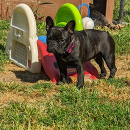 Mary - French Bulldog