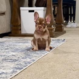 Sammy - Tricolors male French Bulldog puppy in Fontana, California from Frenchie Envy Puppies