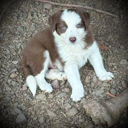Duke - White and red male Border Collie puppy in North Lakeport, California from Akins Aussies/Wild Rose Ranch