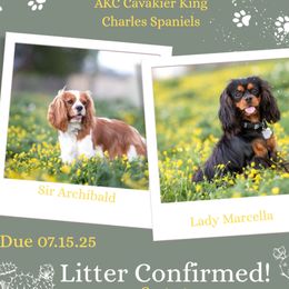 Cavalier King Charles Spaniel puppies from Country Chic Cavaliers