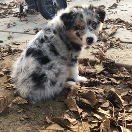 Aussiedoodle and Australian Shepherd Puppies from Double M Aussies