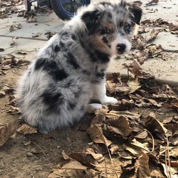 Aussiedoodle and Australian Shepherd Puppies from Double M Aussies