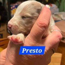 Presto - Sable merle and white male Shetland Sheepdog puppy in Kaycee, Wyoming from Heavenly Shelties