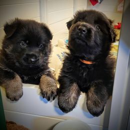 German Shepherd Puppies from Littlewood Shepherds
