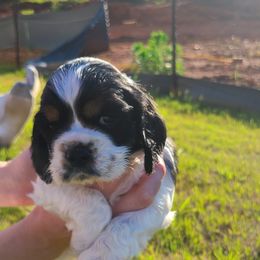 Cocker Spaniel All Grown Up from Van gass Puppies