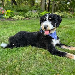 Ivy - Bernedoodle