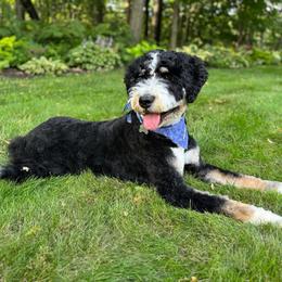 Ivy - Bernedoodle